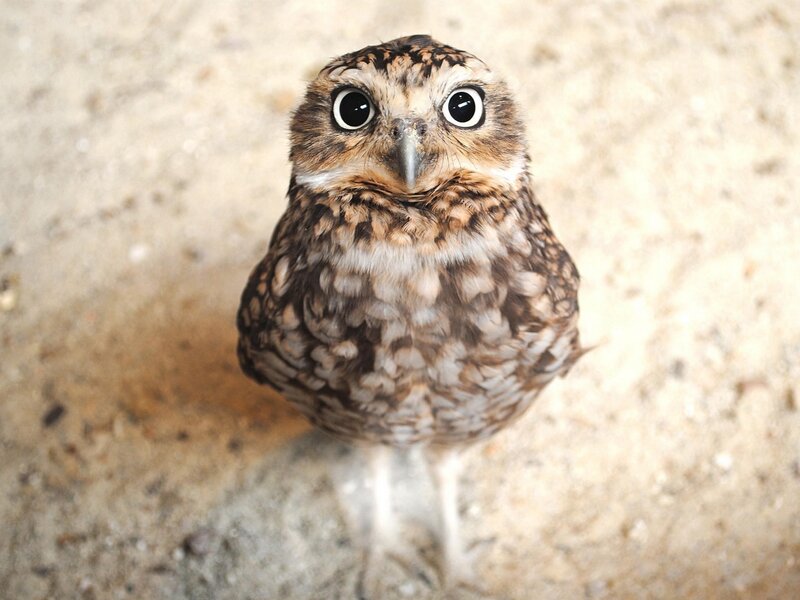 Burrowing Owl — Brown, Curious