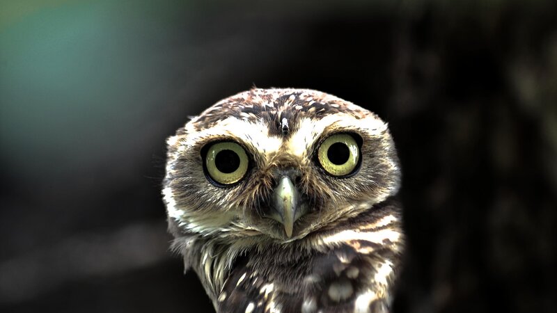 Burrowing Owl — Brown, Intense, Photograph