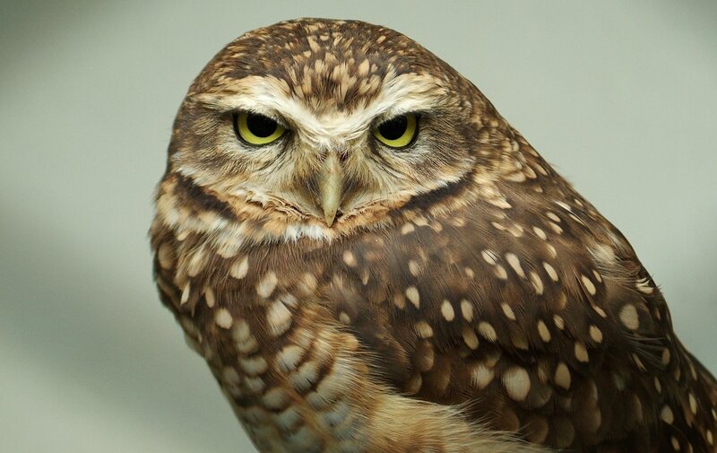 Burrowing Owl — Brown, Intense, Photograph, Yellow Eyes, Beak