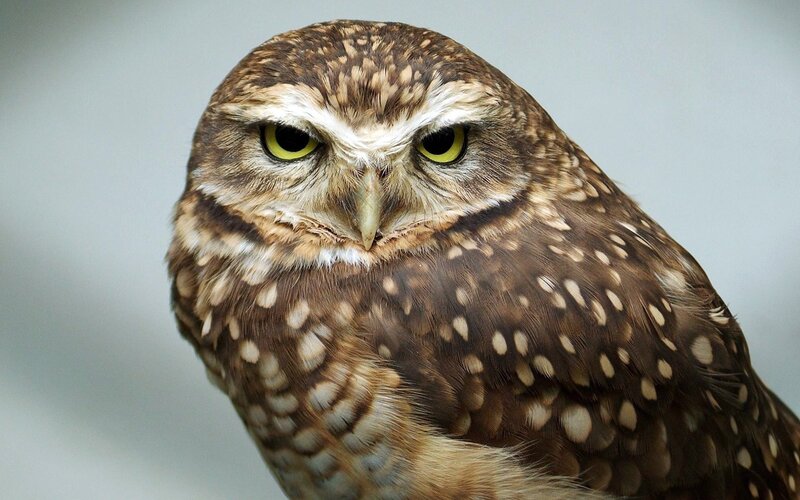 Burrowing Owl — Brown, Intense, Photograph, Yellow Eyes, Brown Feathers, Beak