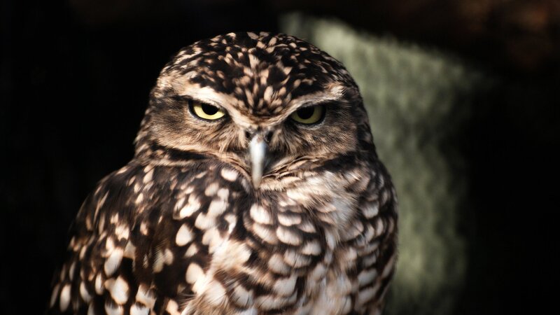 Burrowing Owl — Brown, Intense, Photograph, Yellow Eyes, Dark Background