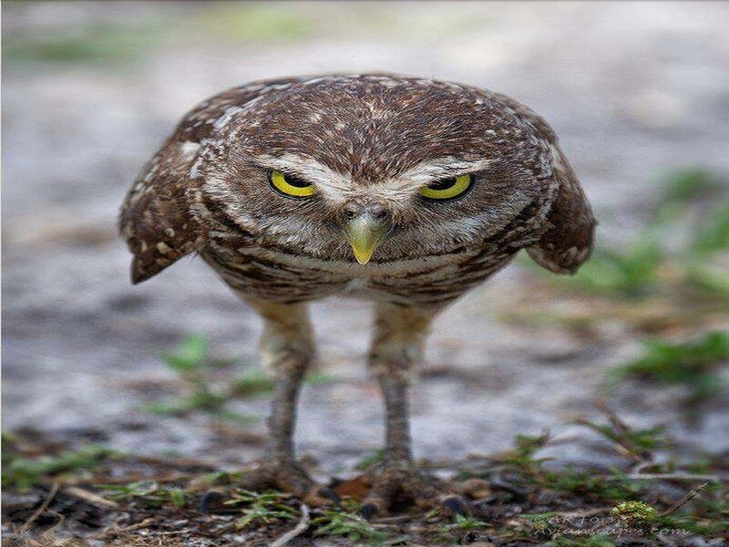 Burrowing Owl — Brown, Intense, Photograph, Yellow Eyes