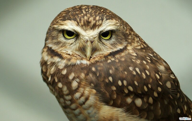 Burrowing Owl — Brown, Intense