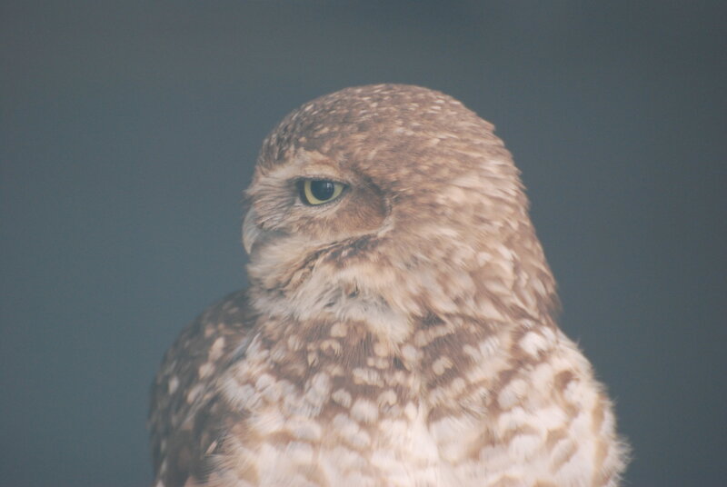 Burrowing Owl — Brown, Neutral