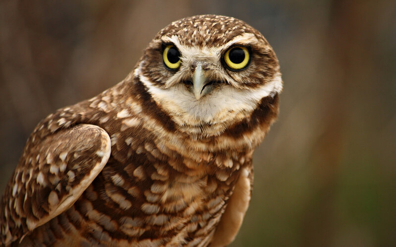 Burrowing Owl — Brown