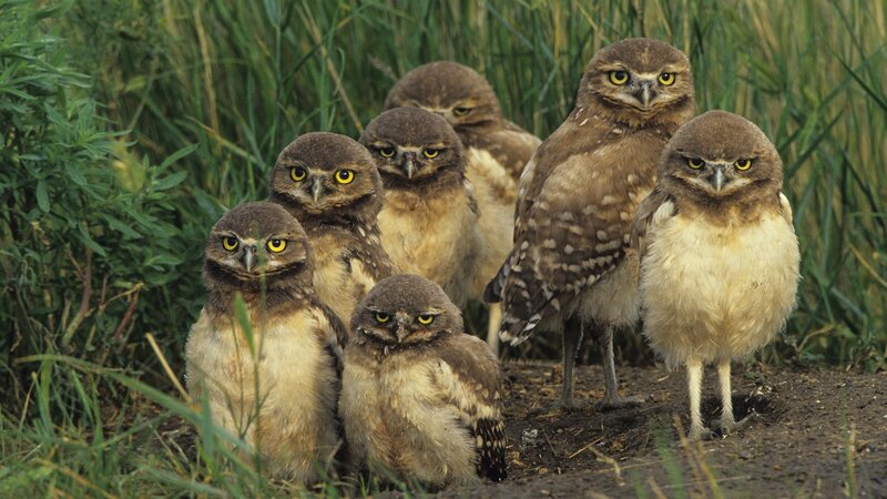 Burrowing Owl Chicks — Brown, Alert, Afternoon, Photograph, Grass