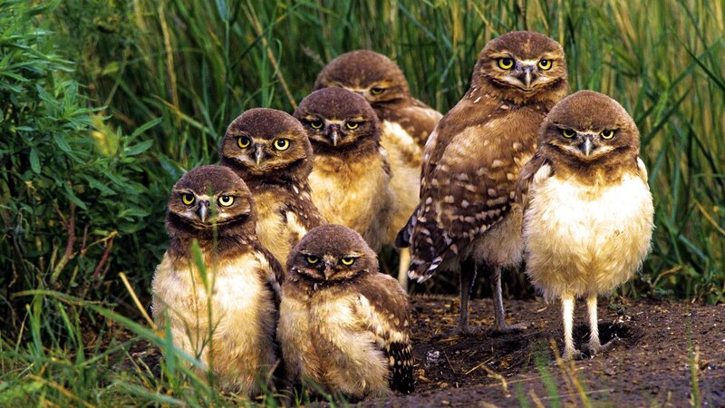 Burrowing Owl Chicks — Brown, Alert, Afternoon, Photograph