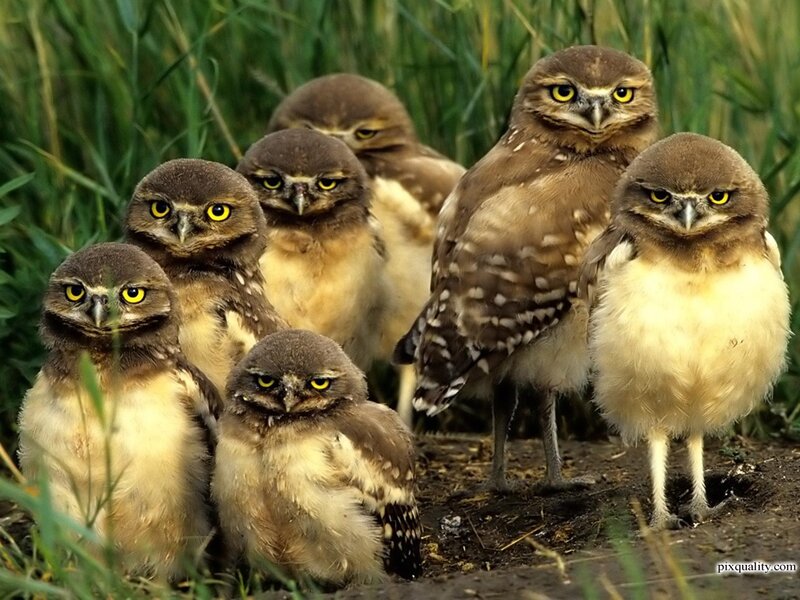 Burrowing Owl Chicks — Brown, Alert, Afternoon