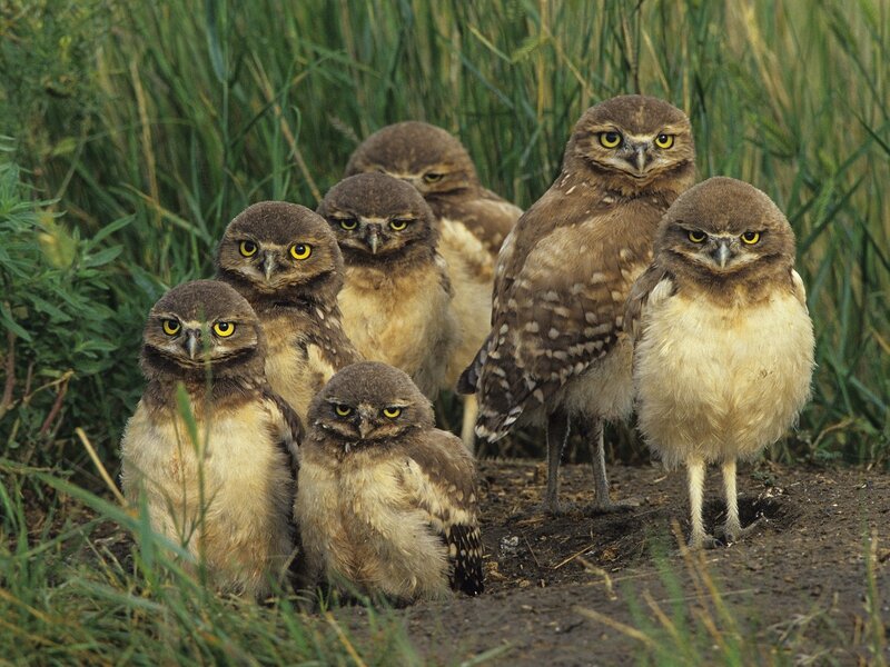 Burrowing Owl Chicks — Brown, Alert
