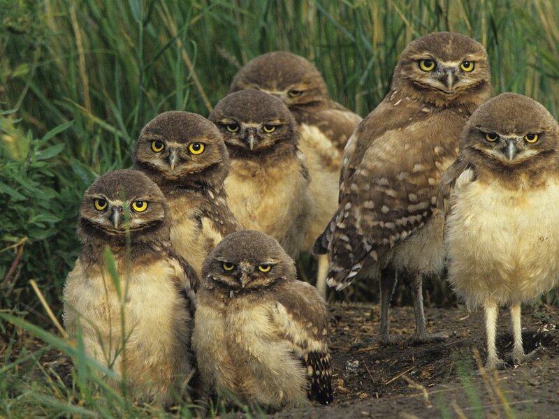 Burrowing Owl Chicks — Brown, Curious