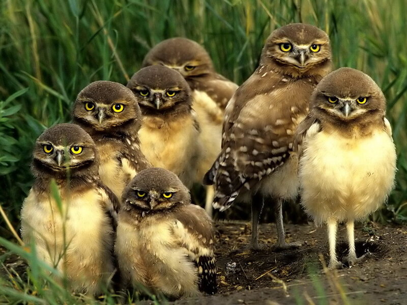 Burrowing Owl Chicks — Brown