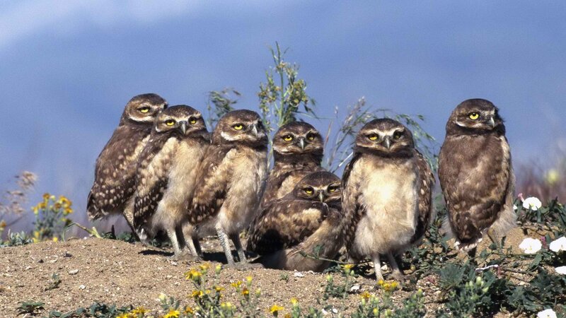 Burrowing owl chicks in a group