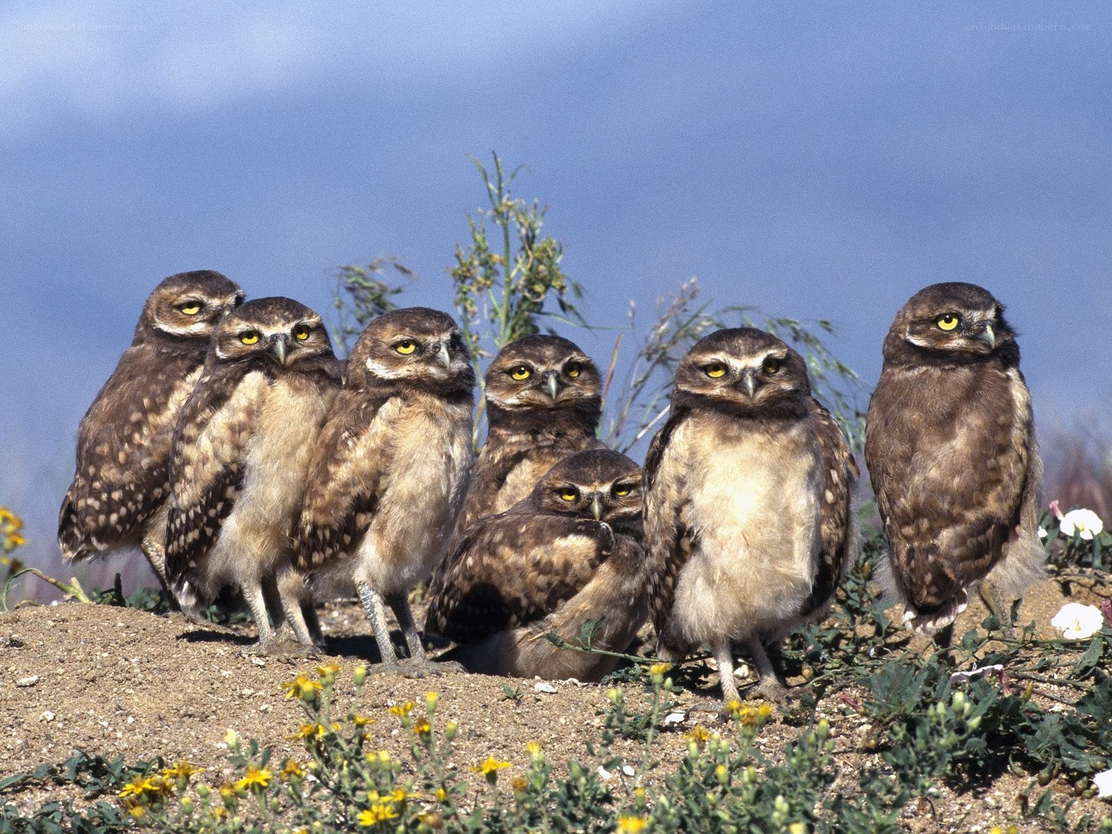 Burrowing owl chicks in a group
