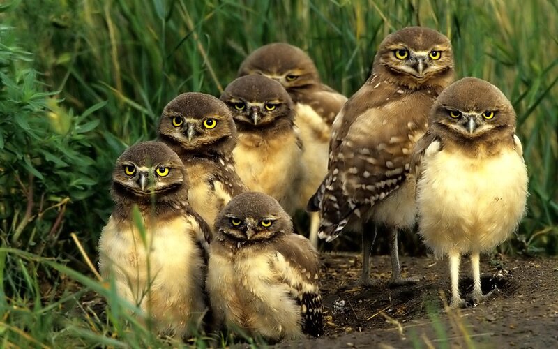 Burrowing owl chicks in grass