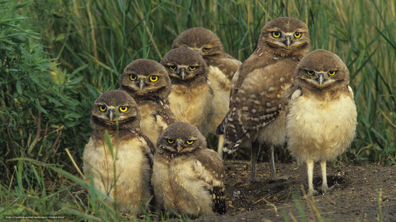 Burrowing owl chicks in grass