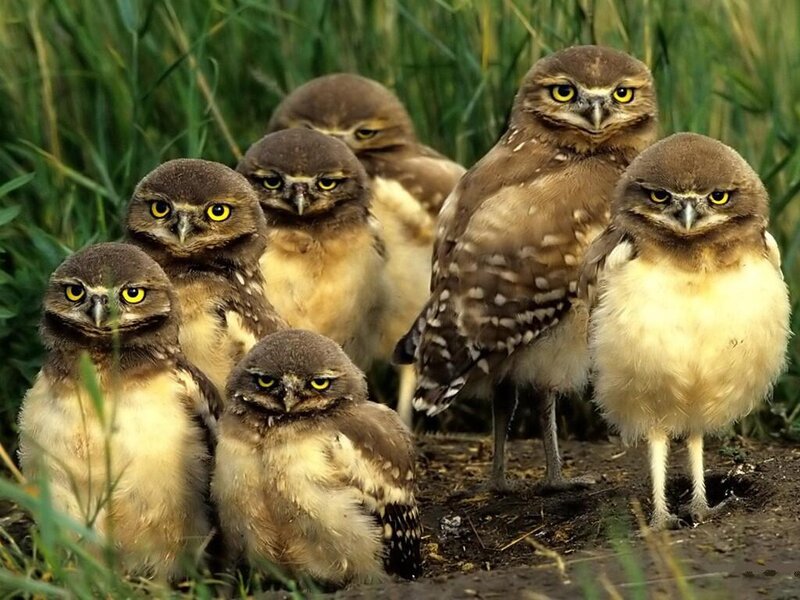 Burrowing Owl Chicks