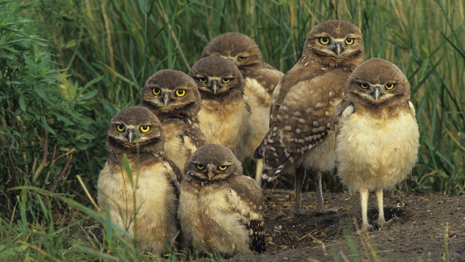Burrowing owl family group