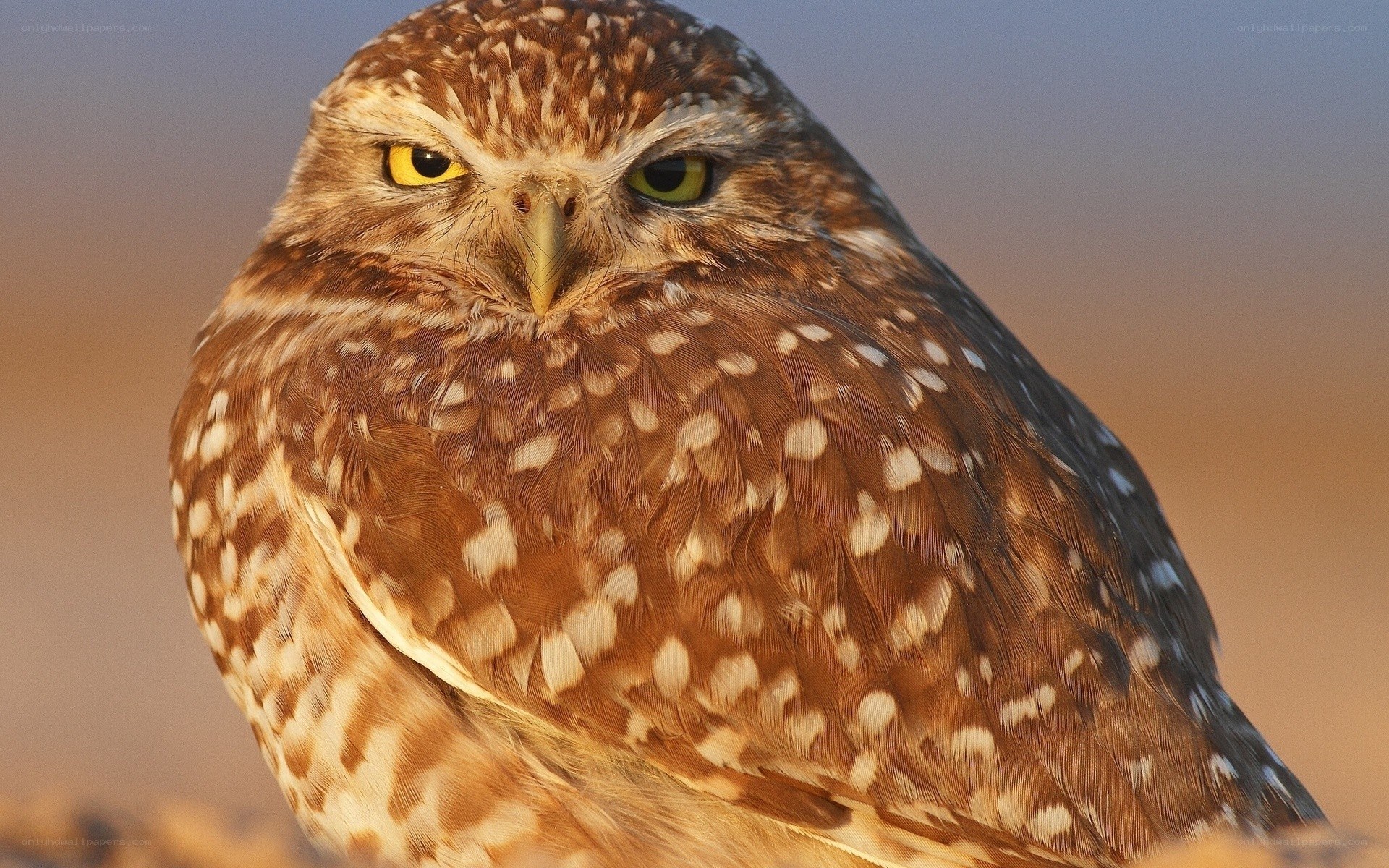 Burrowing owl in close-up
