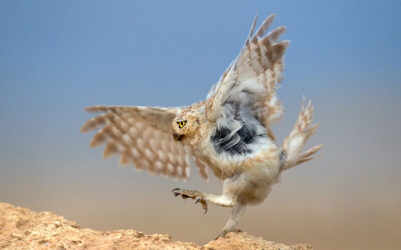 Burrowing Owl in Flight — Blue