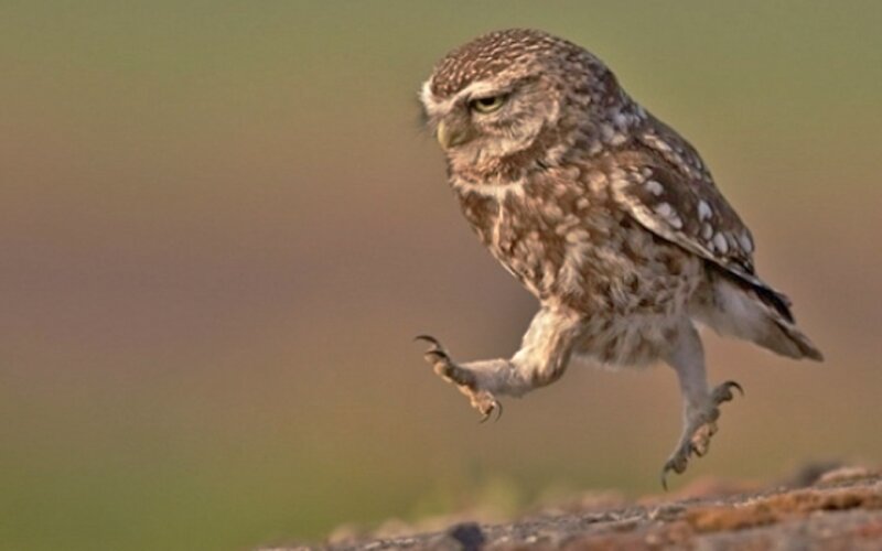 Burrowing Owl in Flight — Brown