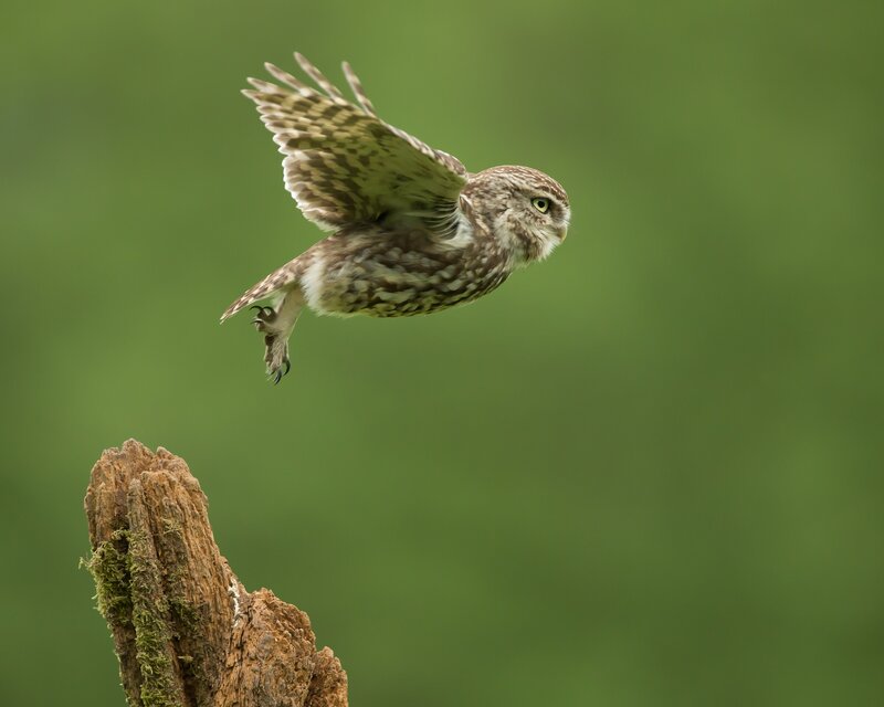 Burrowing Owl in Flight — Green