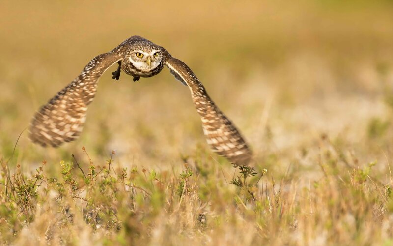Burrowing owl in flight