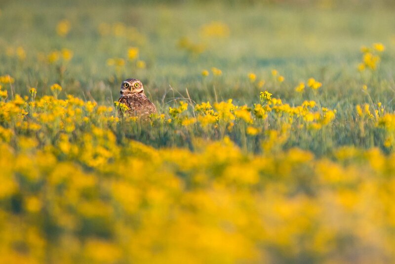 Burrowing Owl in Flowers