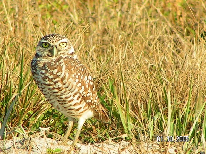 Burrowing owl in grass