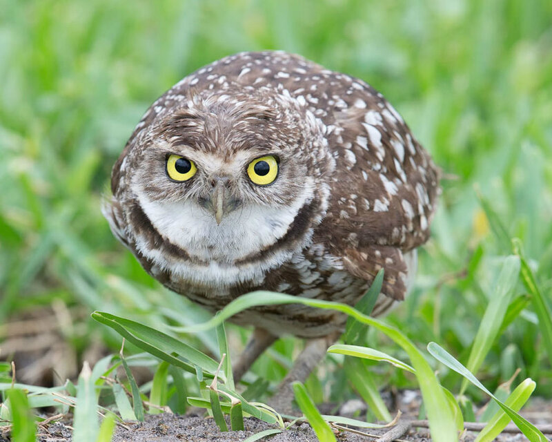 Burrowing Owl in Grass — Brown, Alert