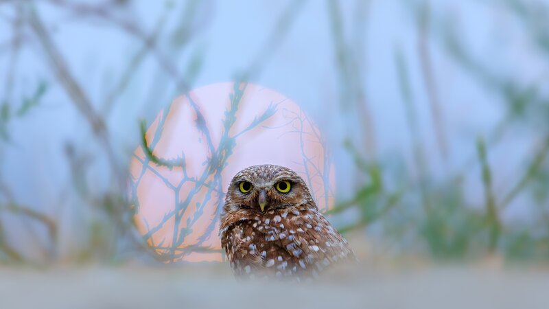 Burrowing Owl in Grass — Brown, Serene