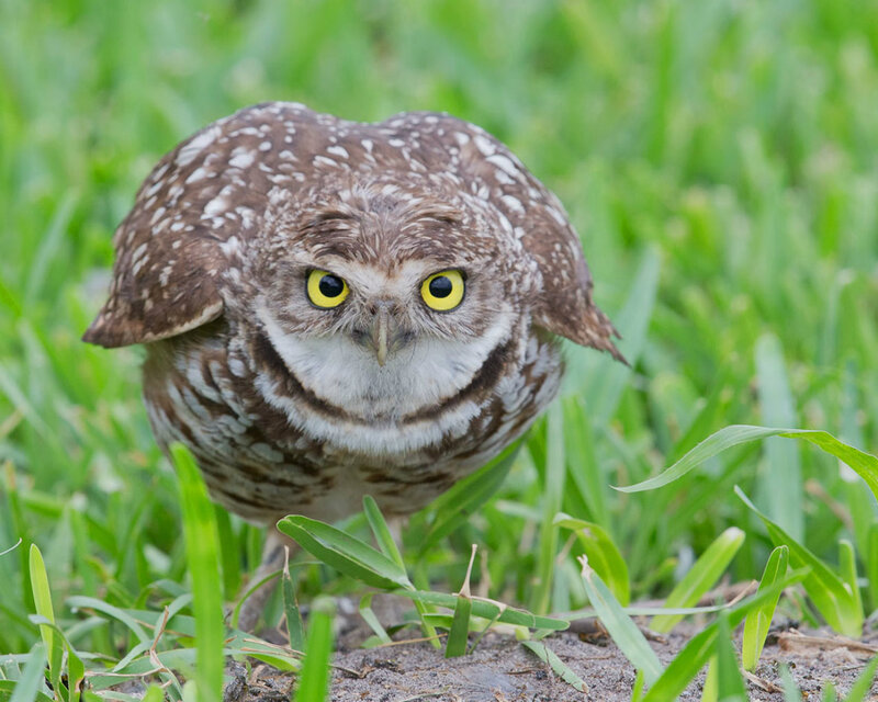 Burrowing Owl in Grass — Green
