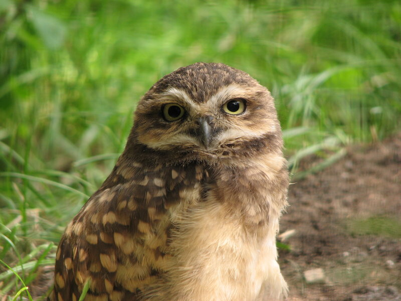 Burrowing owl in grass