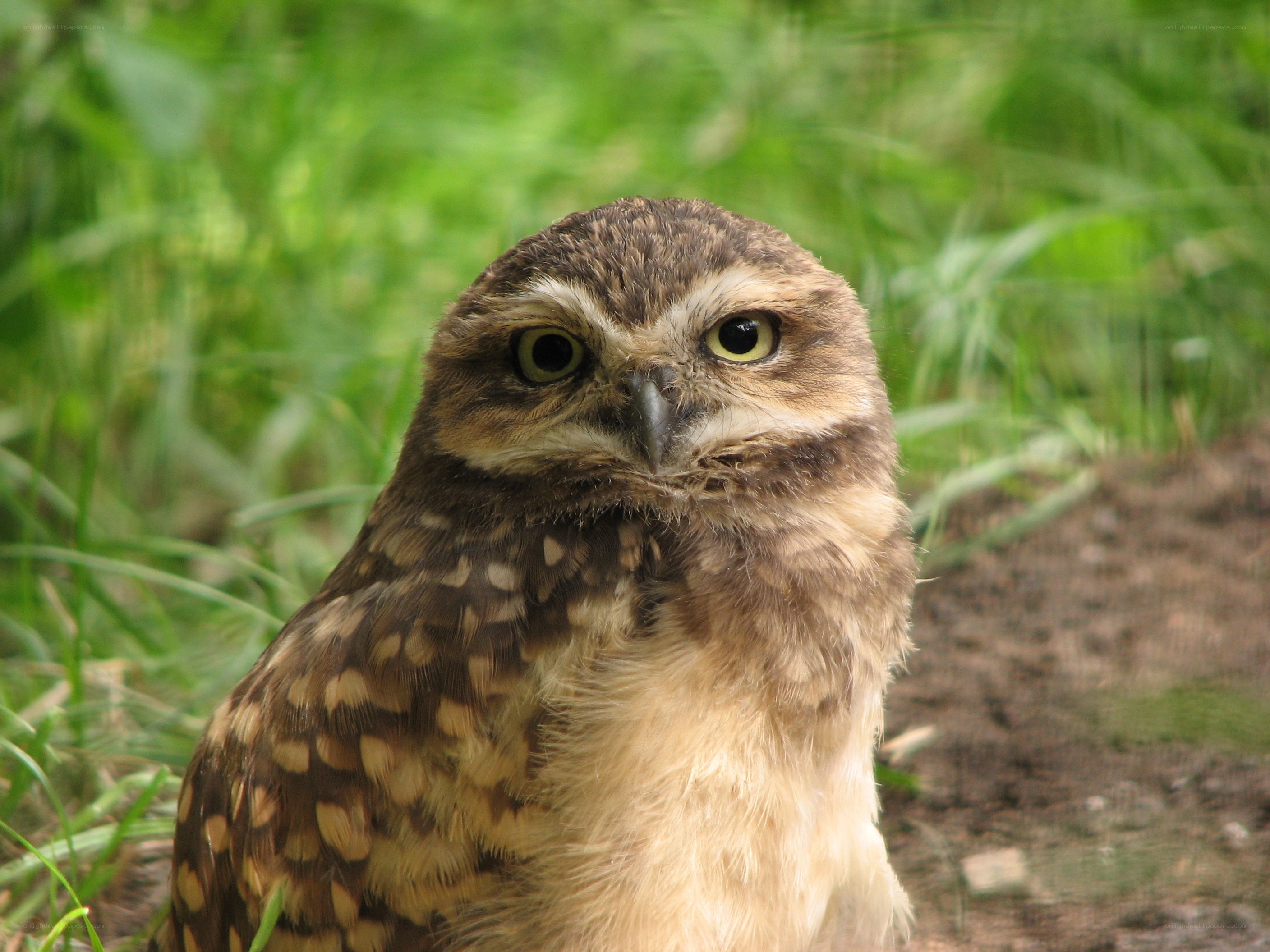 Burrowing owl in grass