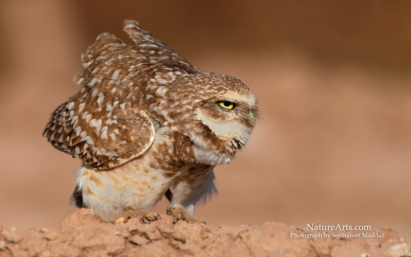 Burrowing owl in natural habitat