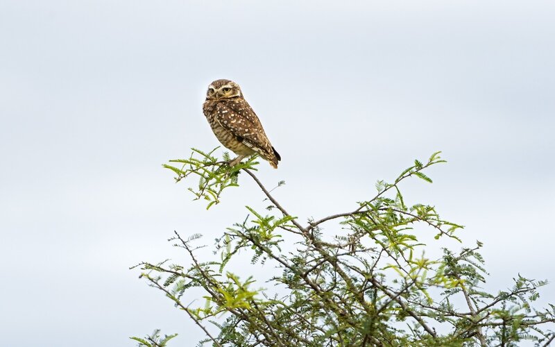 Burrowing owl on a branch