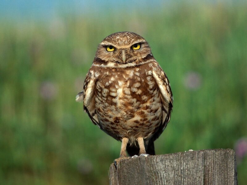 Burrowing owl on a post