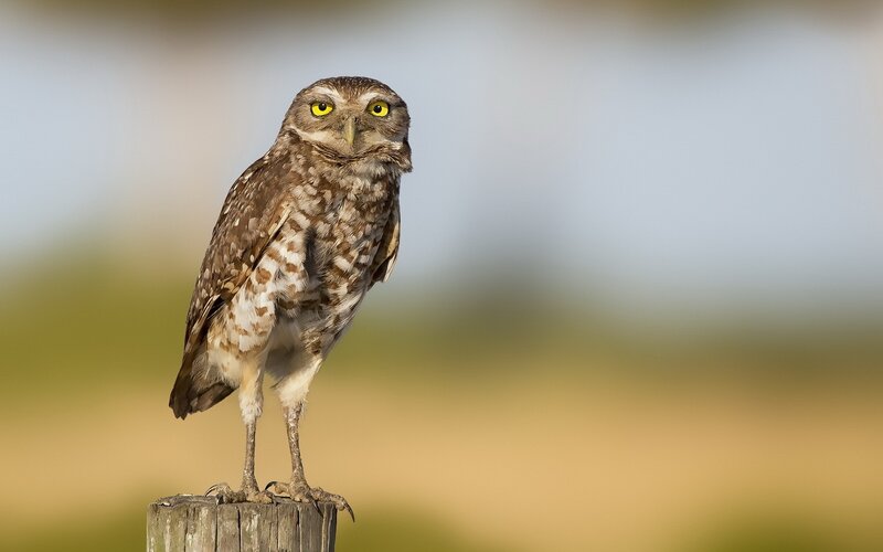 Burrowing owl on a post