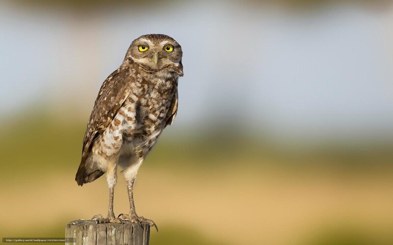 Burrowing owl on a post