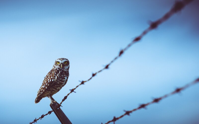 Burrowing Owl on Barbed Wire