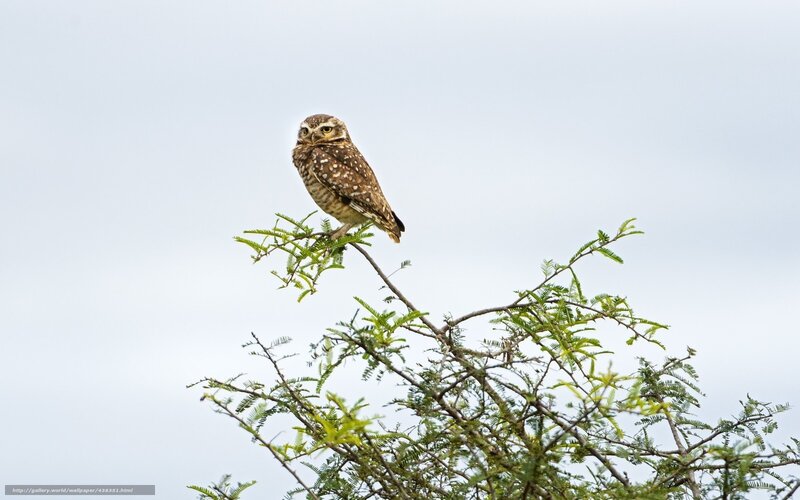 Burrowing Owl on Branch — Brown, Calm