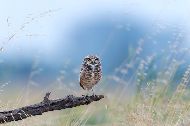 Burrowing Owl on Branch — Brown, Serene