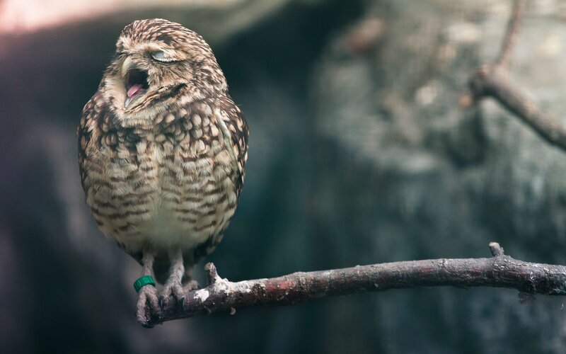 Burrowing Owl on Branch — Brown