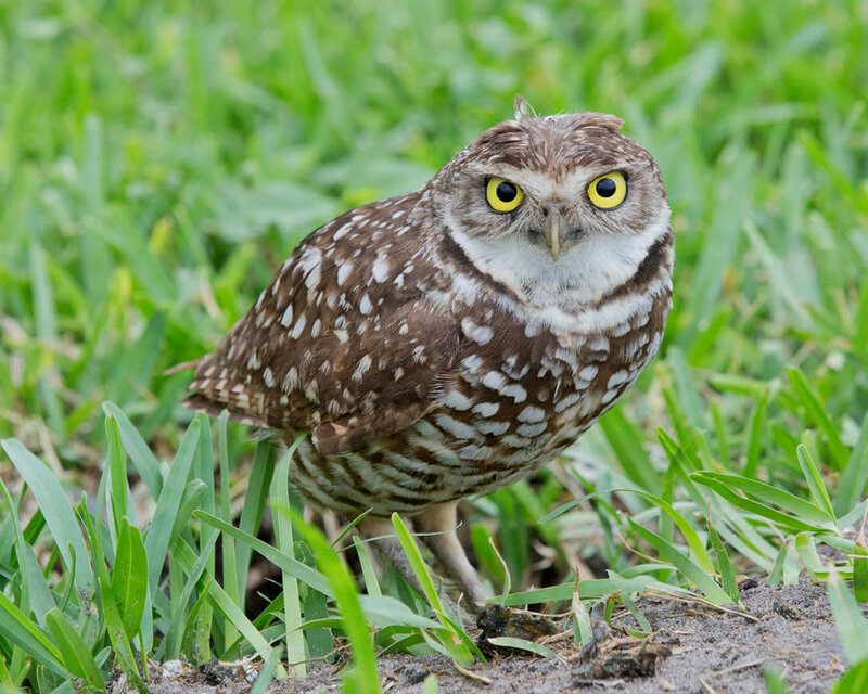 Burrowing Owl on Grass