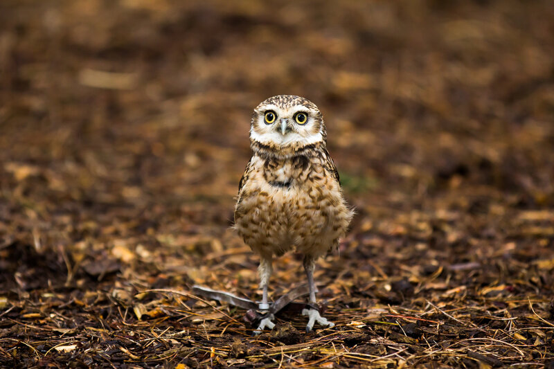 Burrowing Owl on Ground — Brown