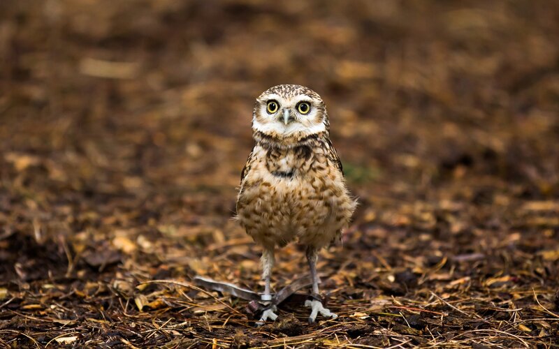Burrowing owl on ground