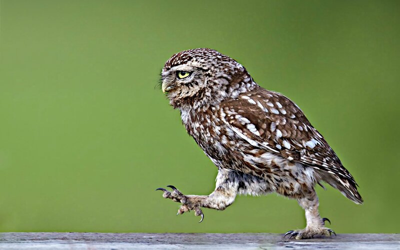 Burrowing Owl on Perch