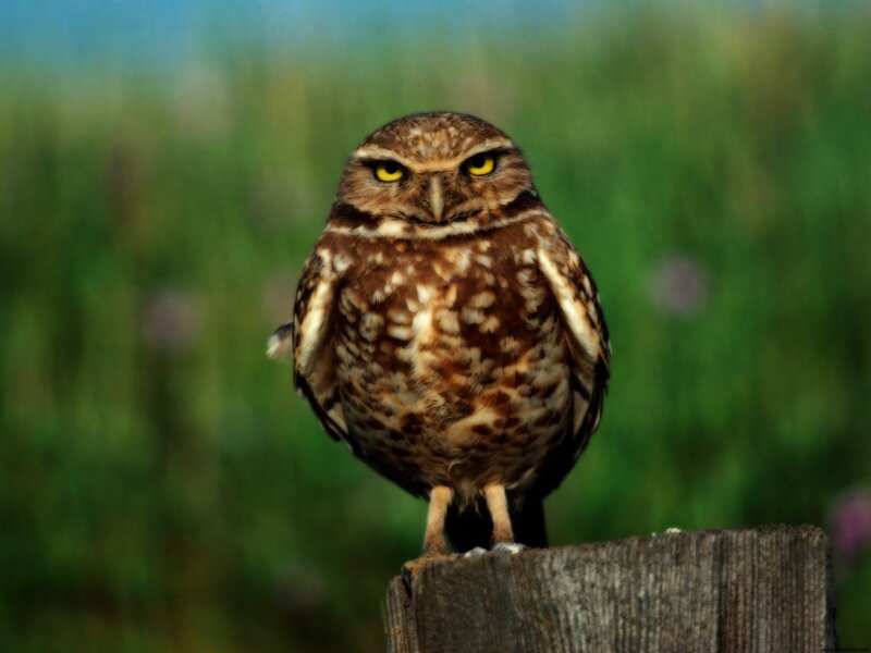Burrowing Owl on Post — Brown, Alert, Afternoon, Photograph, Grass