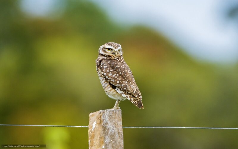 Burrowing Owl on Post — Brown, Calm, Afternoon