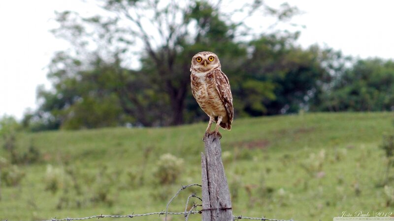 Burrowing Owl on Post — Brown, Calm