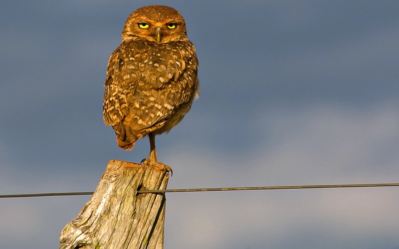 Burrowing Owl on Post — Brown